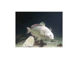 White Fish