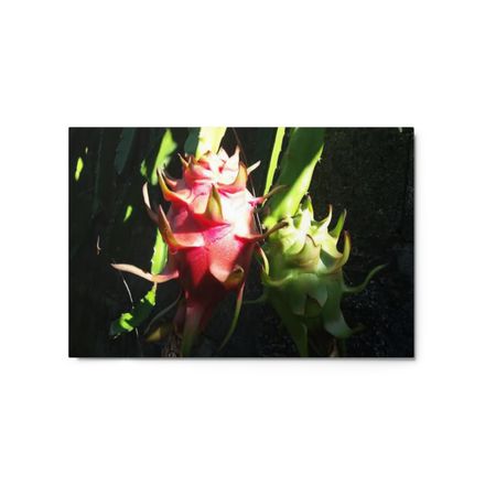 Nathy Dragonfruit Glossy Metal Print (in)
