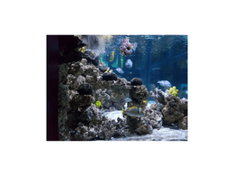 Lionfish 