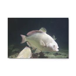 ZAG White Fish Glossy Metal Print (in)