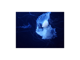 White Jellyfish 
