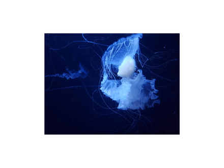 White Jellyfish 