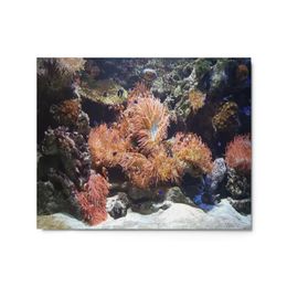 ZAG Blue Clowfish Glossy Metal Print (in)