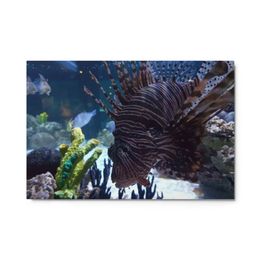 ZAG Zebra Fish Glossy Metal Print (in)