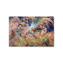 ZAG Orange Corals Glossy Metal Print (in)