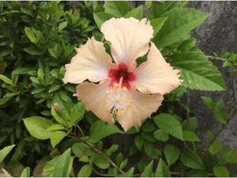 Peach Gumamela