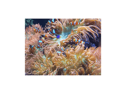 Orange Clownfish 