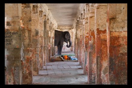 Temple Elephant