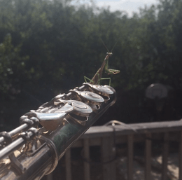 Mantis Flutes by Louk