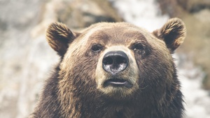 Bear Stock Photos Collection [Free Download]