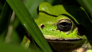 Frog Stock Photo Collection [Free Download]