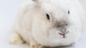 Rabbit Stock Photo Collection [Free Download]