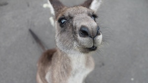 Kangaroo Stock Photo Collection [Free Download]