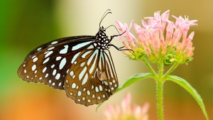 Butterfly Stock Photos Collection [Free Download]