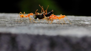 Ant Stock Photo Collection [Free Download]