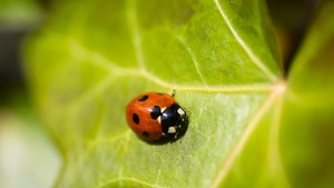 Ladybird Stock Photo Collection [Free Download]