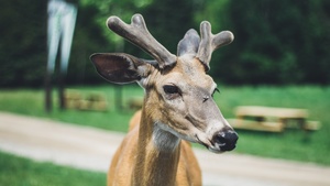 Deer Stock Photos Collection [Free Download]