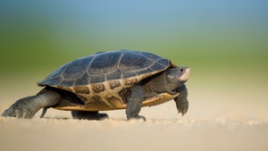 Turtle Stock Photo Collection [Free Download]