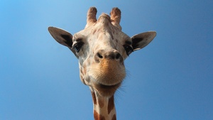 Giraffe Stock Photo Collection [Free Download]