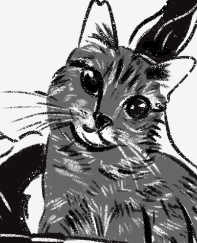 black and white sketch art drawing of the cat Cicek