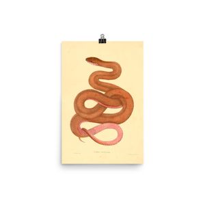 Snake poster