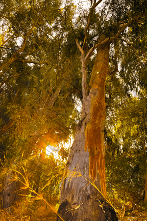 Bathed in Gold - Photograph