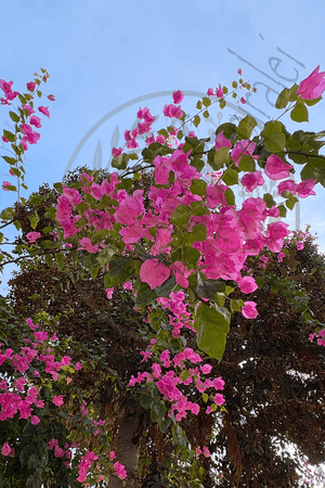 Canopy of Returning Light — Bougainvillea - Photograph