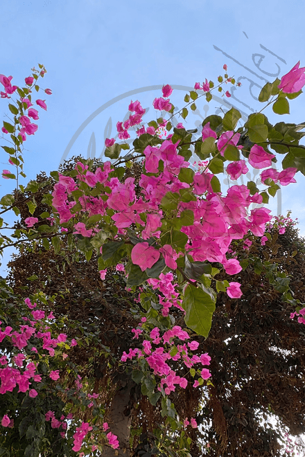 Canopy of Returning Light — Bougainvillea - Photograph