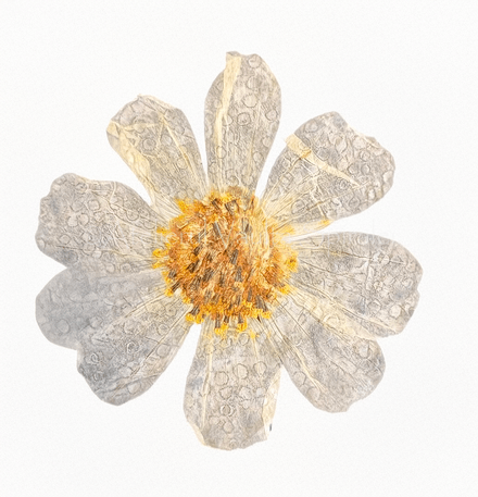 Botanical Field Notes — Flower — Radial Drift - Photograph