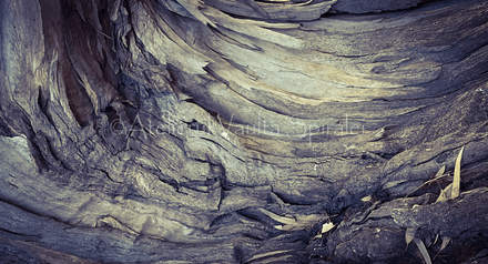 Ancient Surfaces — Whispering Grain: Fold of the Elder Bark