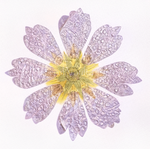 Botanical Field Notes — Flower — Radial Hold - Photograph