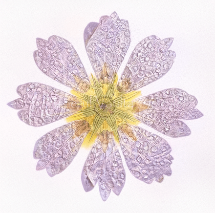 Botanical Field Notes — Flower — Radial Hold - Photograph