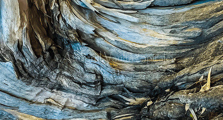 Ancient Surfaces — Whispering Grain: Rootlight Accord