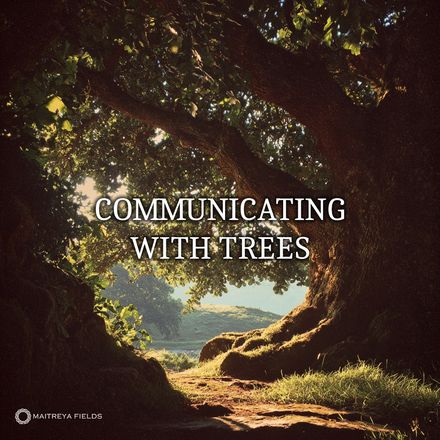 Communicating With Trees [DM + Audio]