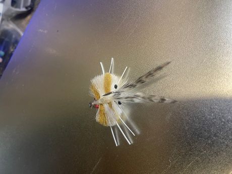 Brown and white Merkin crab
