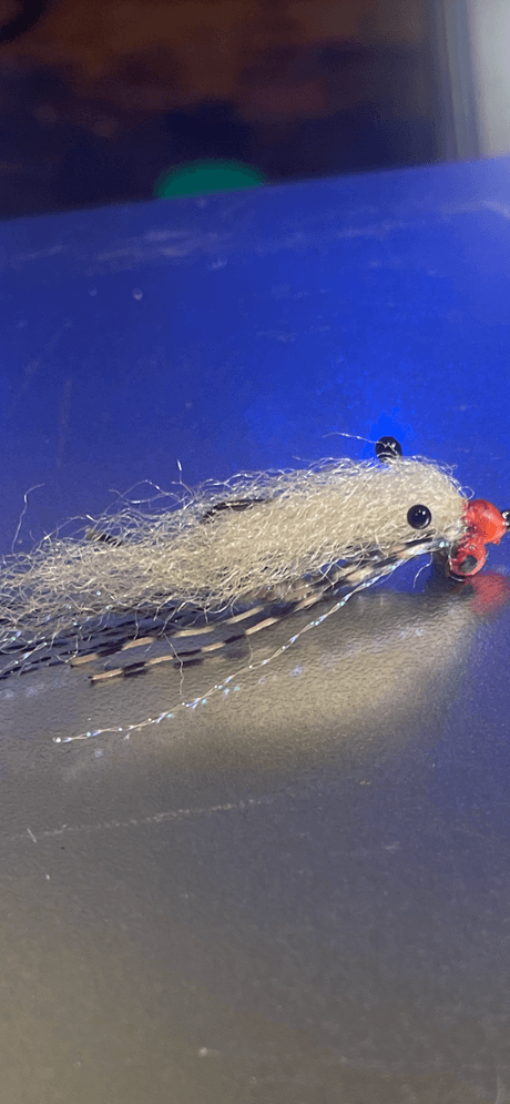 Ghost shrimp ( this is one of my favorite)