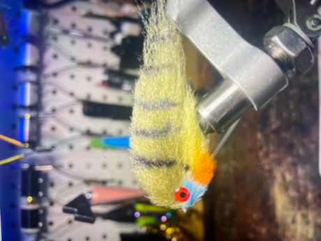Ep silky finer bluegill