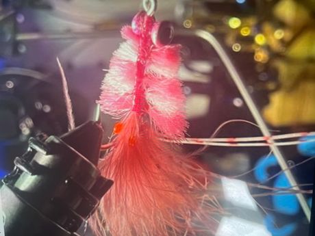 Pink and white tarpon toad