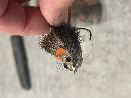 Field mouse 