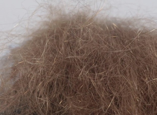 VIDEO - Siri&#x27;s massive mane vs. the camera