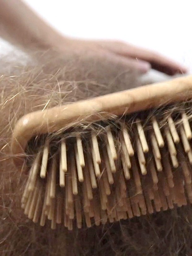 VIDEO - Siri&#x27;s massive mane vs. the camera