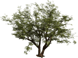 Studio Pack - Indoor Plant Collection