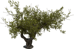 Pro Pack - indoor Plant Collection