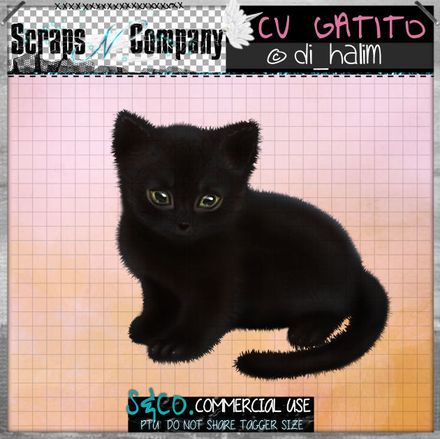 SD - Gatito