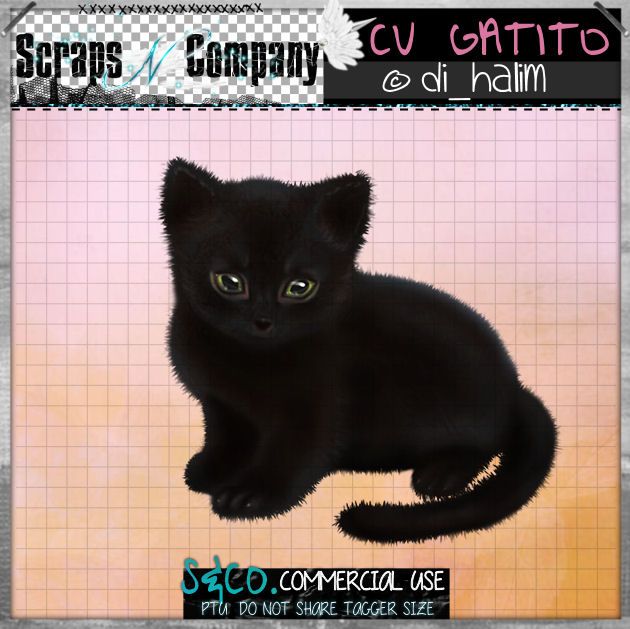 SD - Gatito