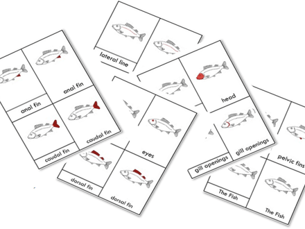 Parts of a Fish Nomenclature Cards