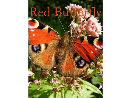 Red Butterfly
