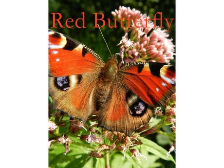 Red Butterfly
