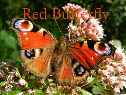 Red Butterfly