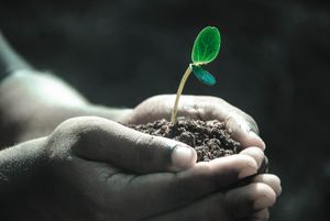 Seed of Sleep
